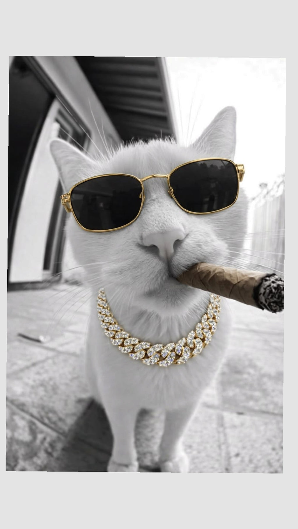 White Cat Wearing Sunglasses With Cigar Canvas Wall Art