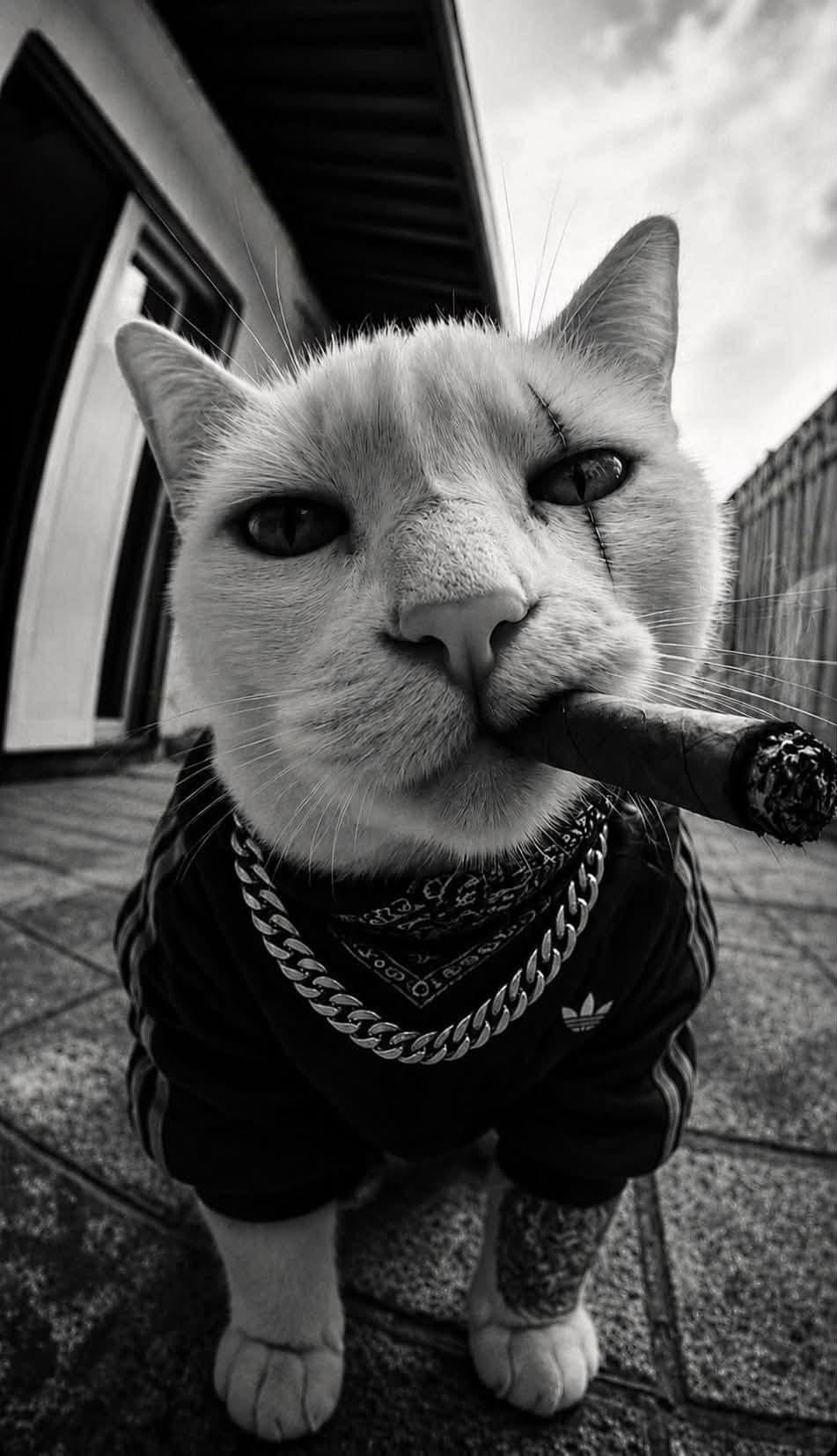Cat Smoking Cigar In Street Canvas Wall Art, Large Vertical